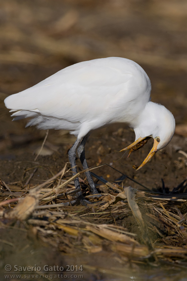 Cattle Egret