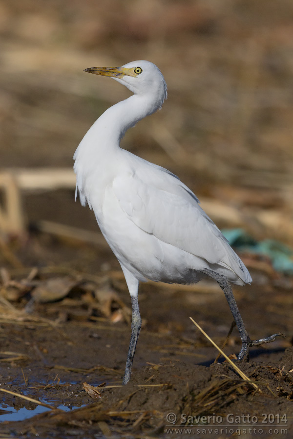 Cattle Egret