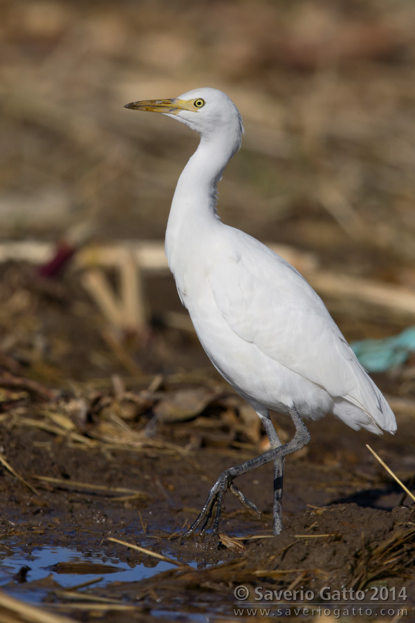 Cattle Egret