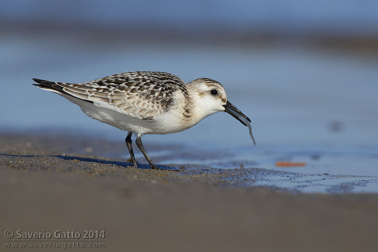 Sanderling with a young Eel