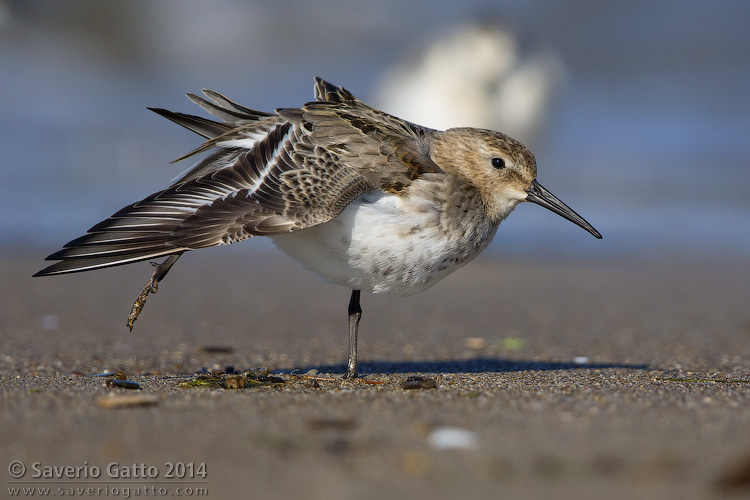 Dunlin