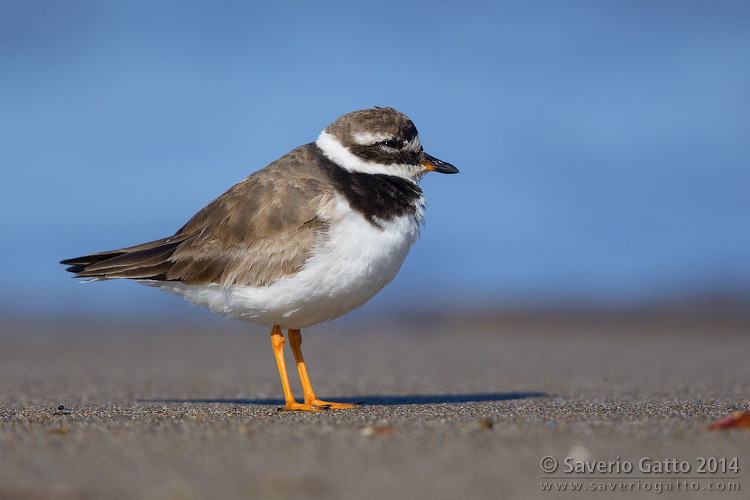 Ringed plover