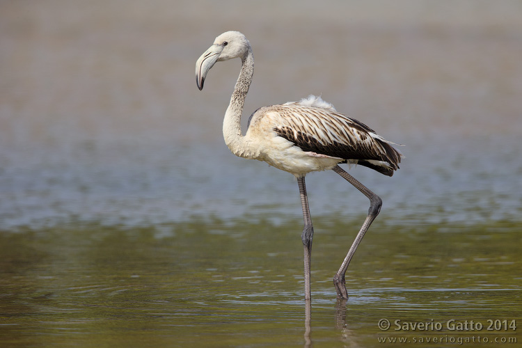 Greater Flamingo