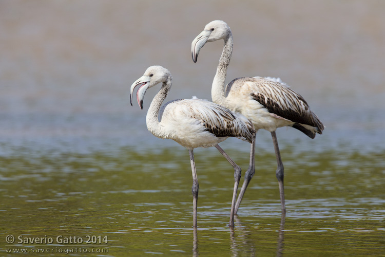 Greater Flamingo