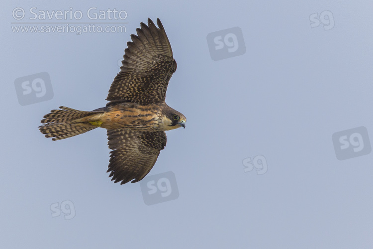 Eleonora's Falcon