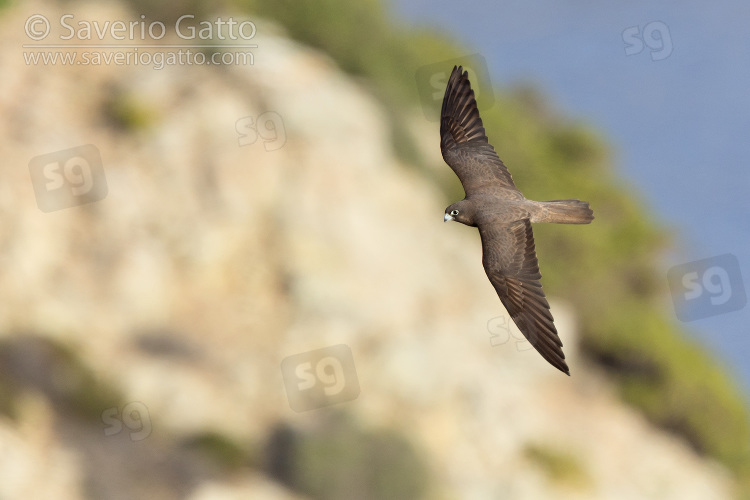 Eleonora's Falcon