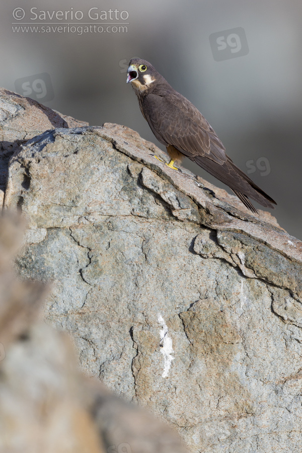 Falco della regina