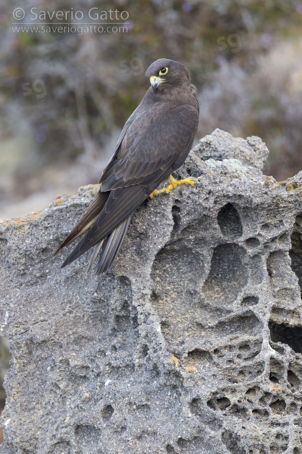 Eleonora's Falcon