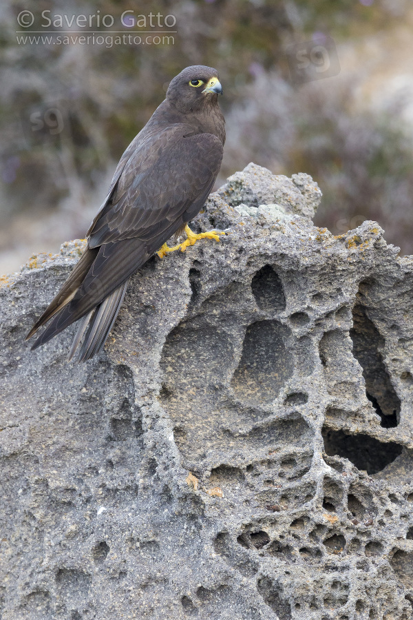 Eleonora's Falcon