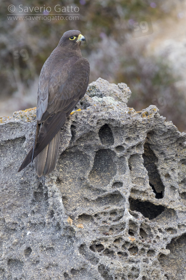 Eleonora's Falcon