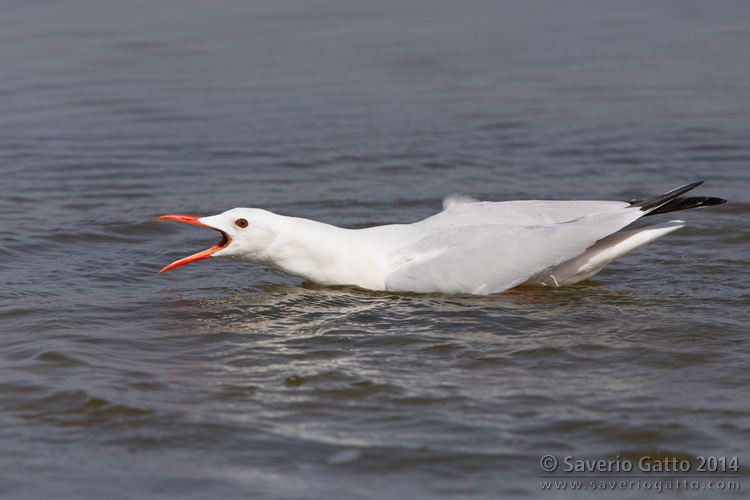 Slender-billed Gull