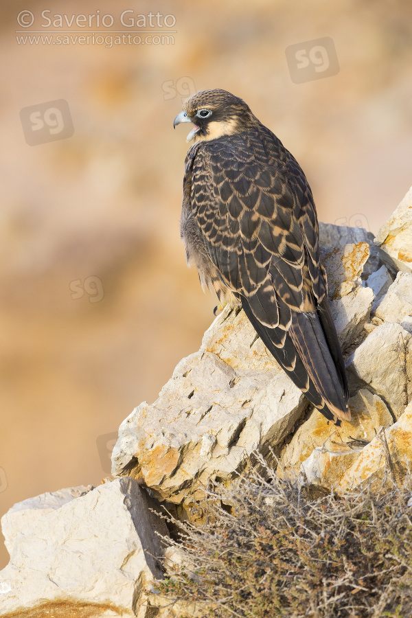 Falco della regina