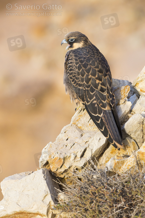 Eleonora's Falcon