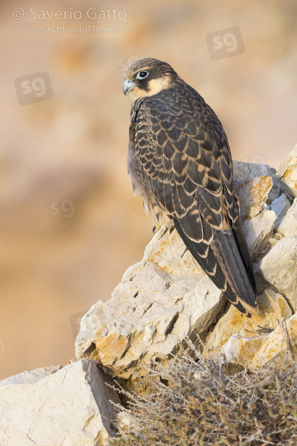 Falco della regina