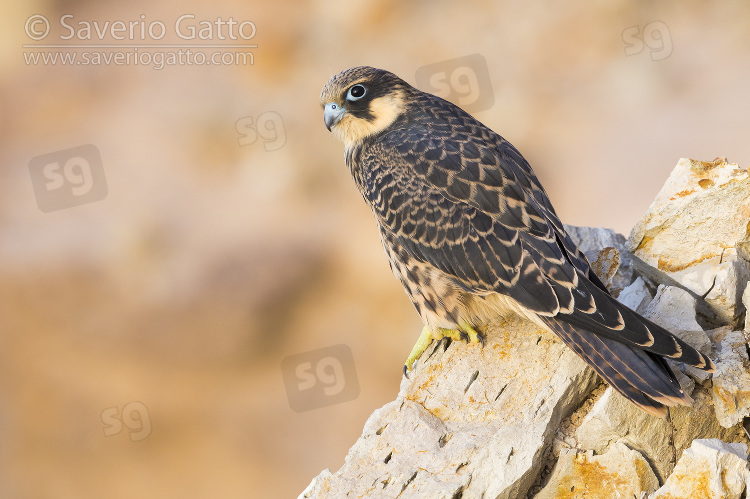 Eleonora's Falcon