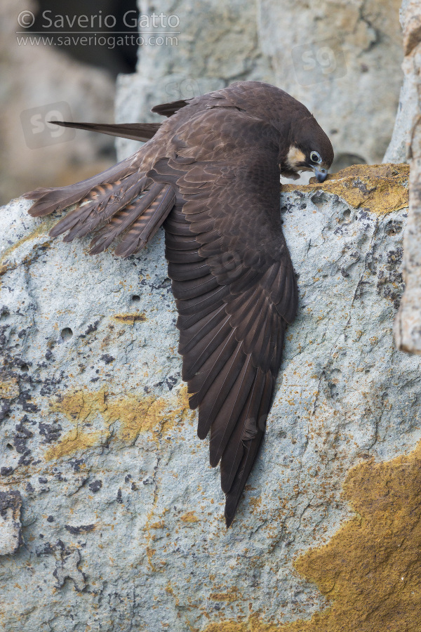 Eleonora's Falcon