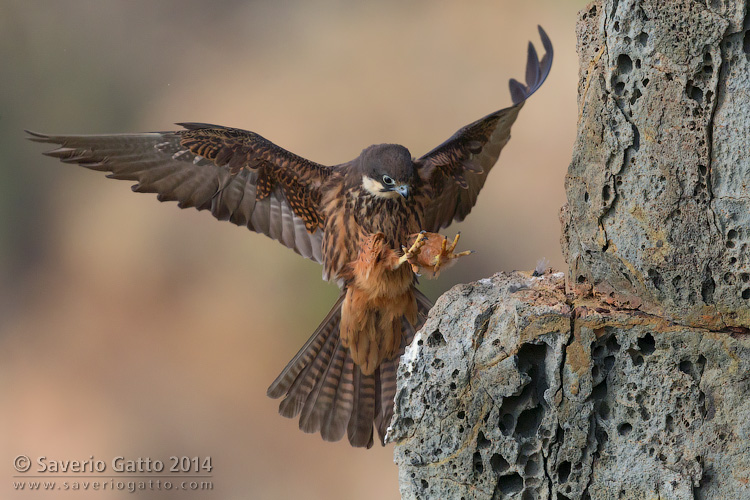 Eleonora's Falcon