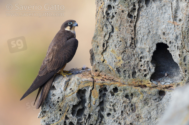 Eleonora's Falcon