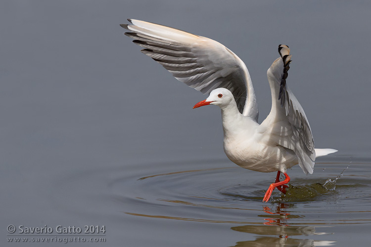 Slender-billed Gull