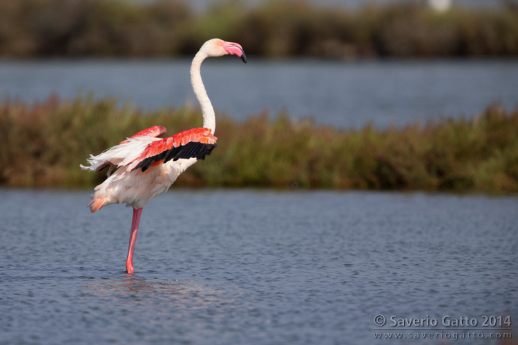 Greater Flamingo