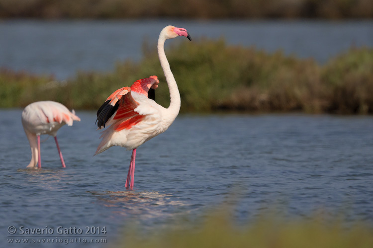 Greater Flamingo