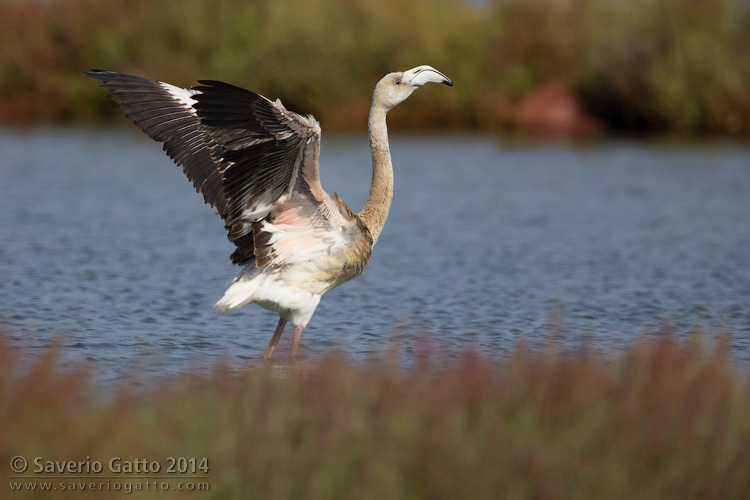 Greater Flamingo