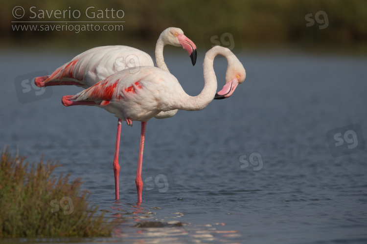 Greater Flamingo