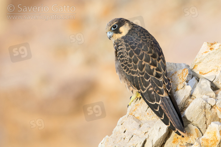 Eleonora's Falcon