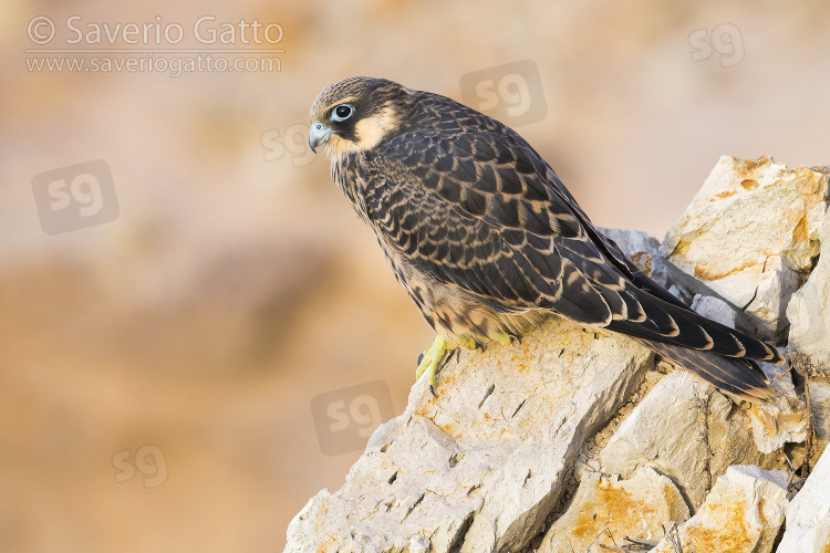 Eleonora's Falcon