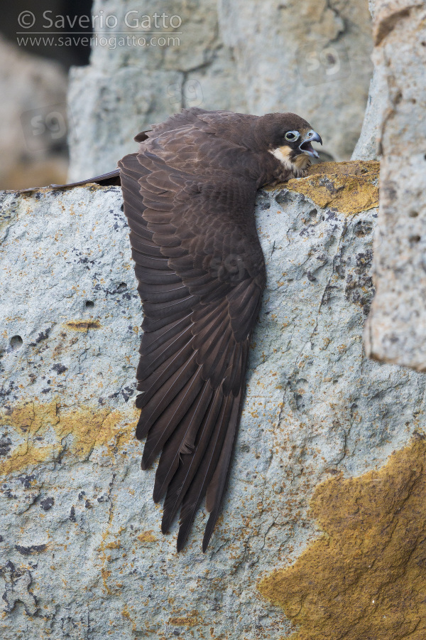 Eleonora's Falcon