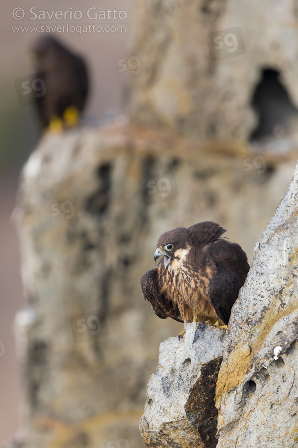 Eleonora's Falcon