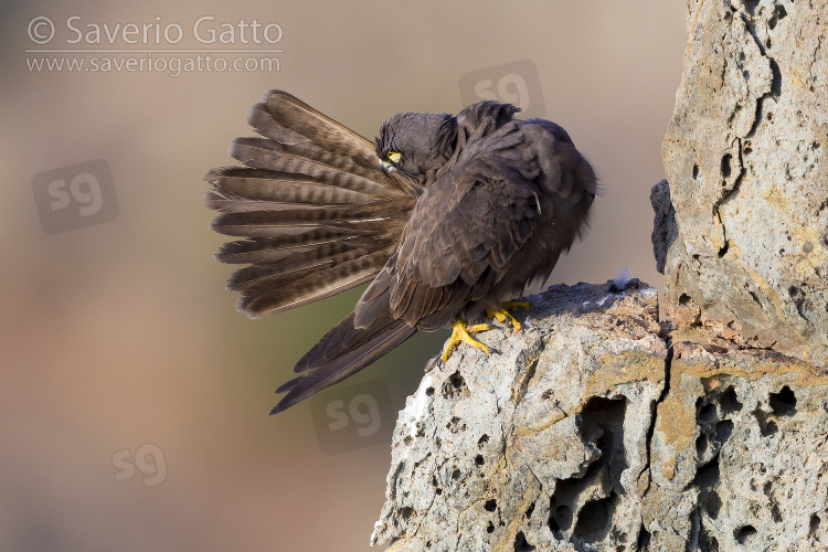 Eleonora's Falcon