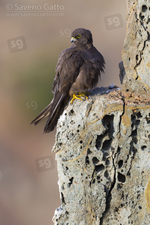 Eleonora's Falcon