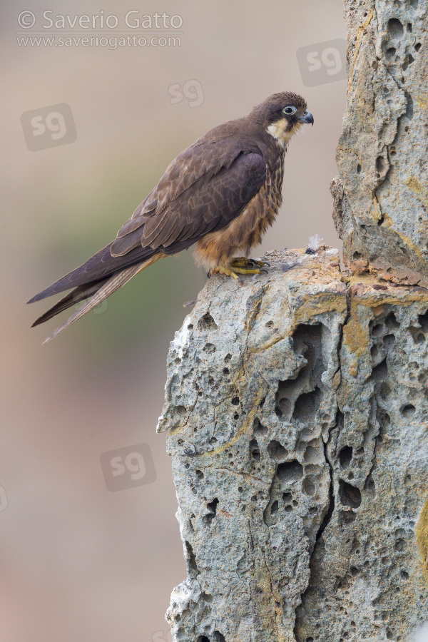 Eleonora's Falcon