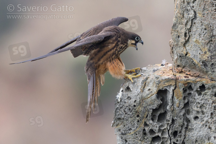 Eleonora's Falcon