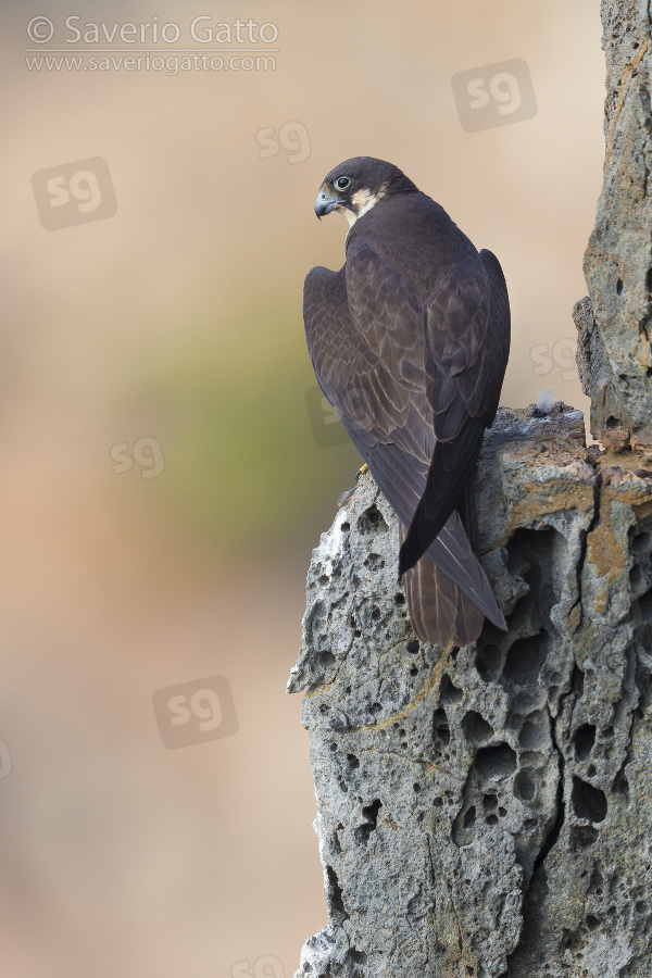 Eleonora's Falcon