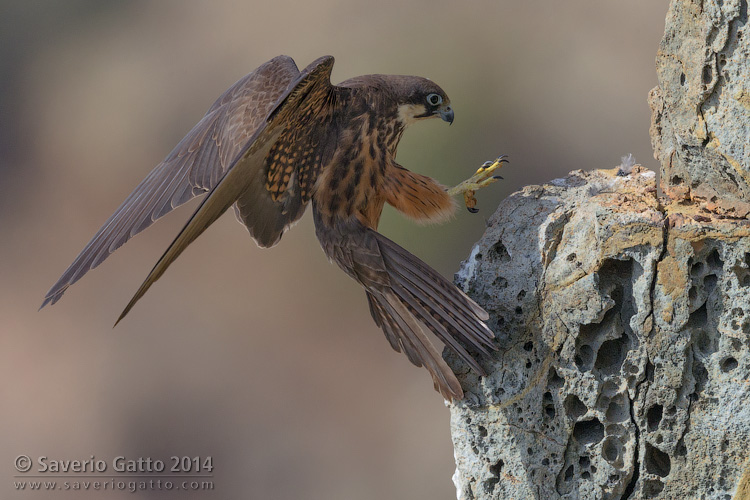 Eleonora's Falcon