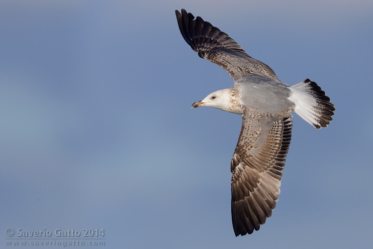 Yellow-legged Gull