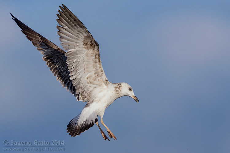 Yellow-legged Gull