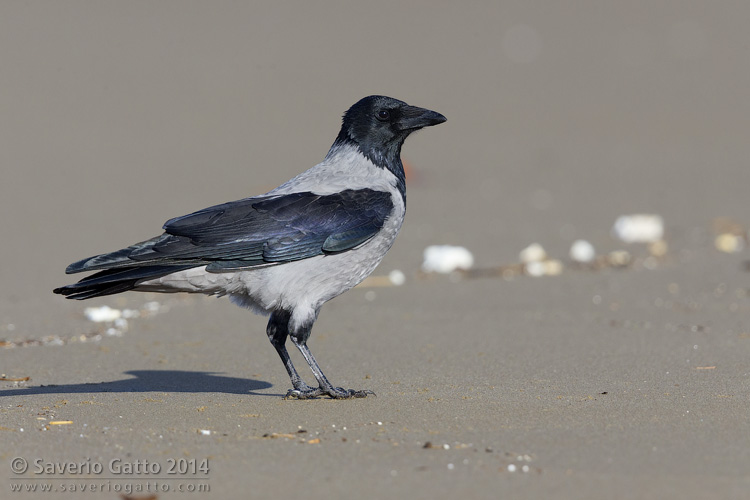 Hooded Crow