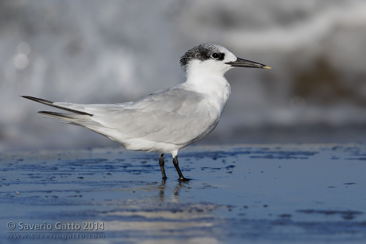 Sandwich Tern