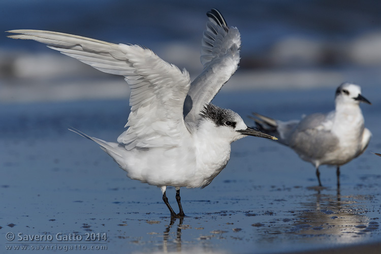 Sandwich Tern