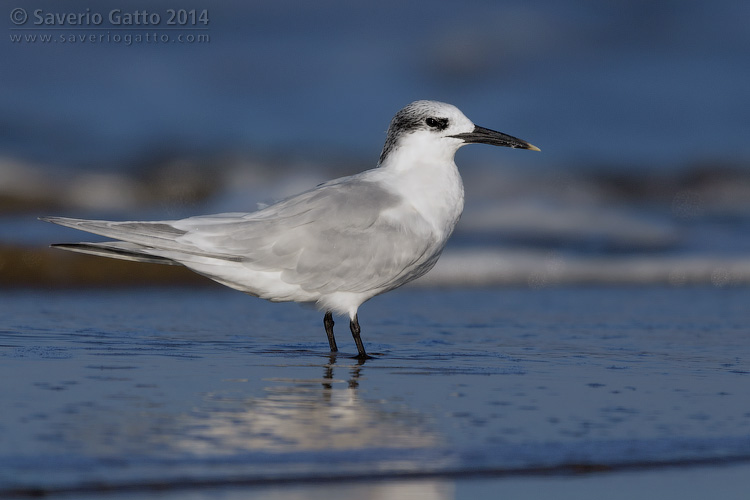 Sandwich Tern