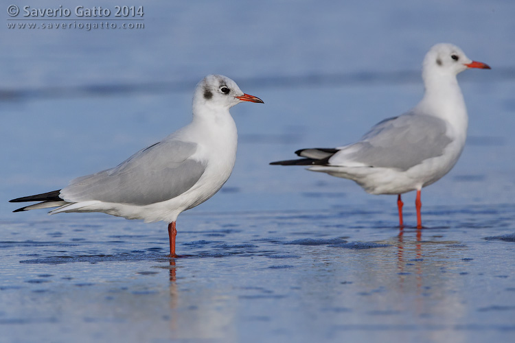 Black-headed Gull