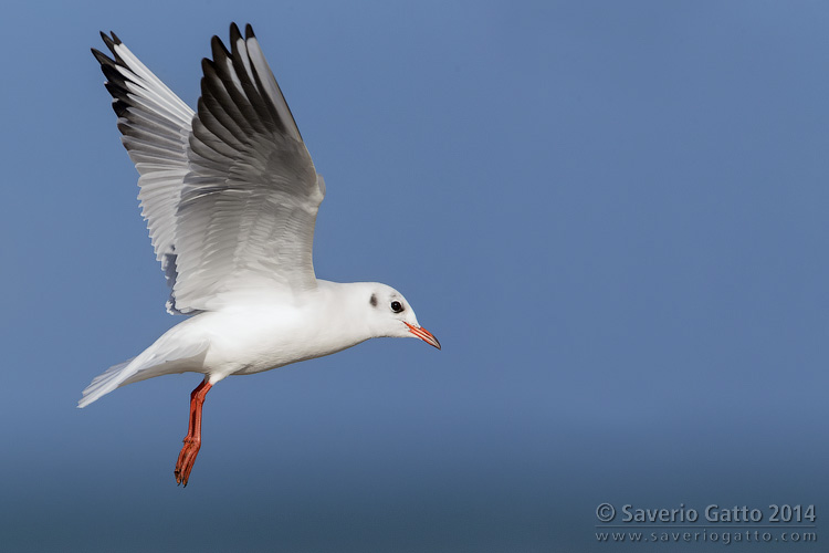 Black-headed Gull