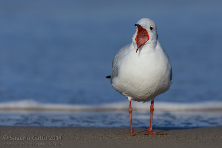 Black-headed Gull