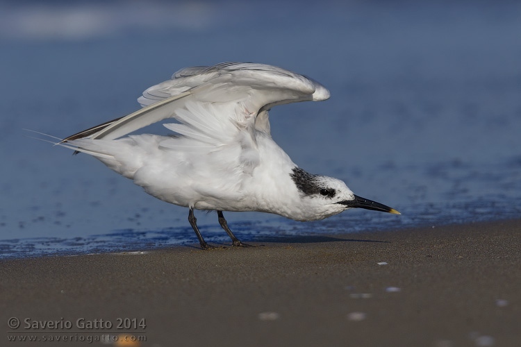 Sandwich Tern