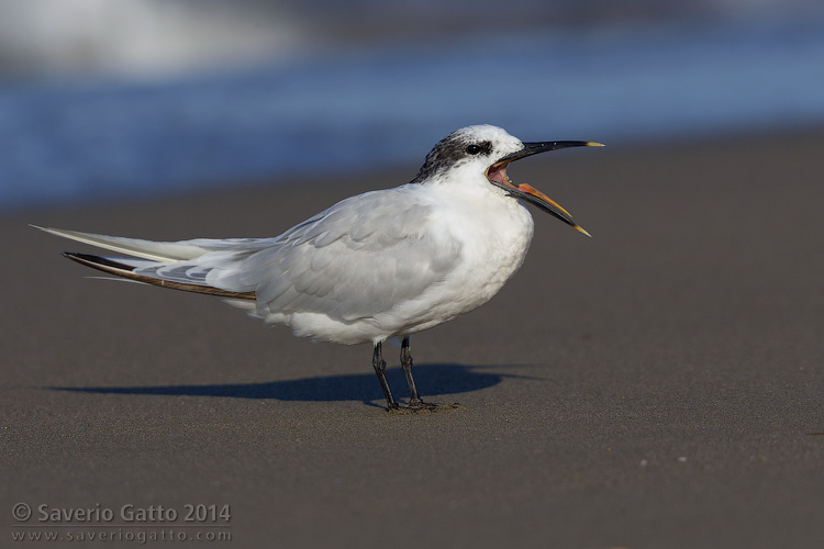 Sandwich Tern