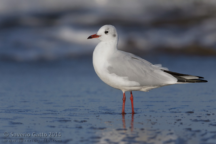 Black-headed Gull