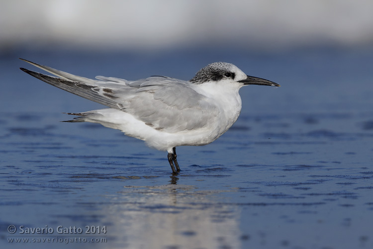 Sandwich Tern